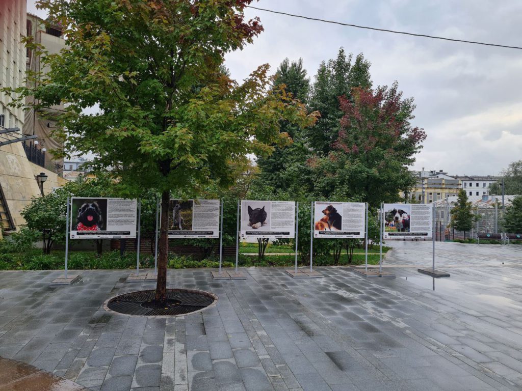 В Москве открывается уличная фотовыставка про выпускников из приютов для животных.